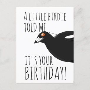 Funny Magpie Postkarte