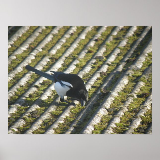 Funny Magpie Print Poster (Vorne)