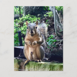 Funny Male Eichhörnchen Fotografie Tiernüsse Spaß Postkarte