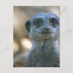 Funny Meerkat Postkarte