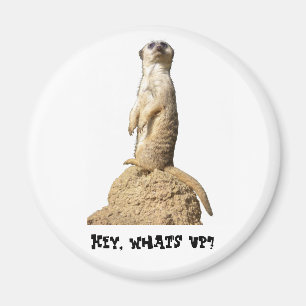 Funny Meerkat Stehend Up Magnet