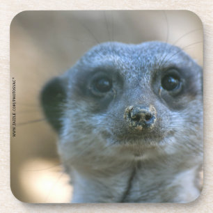 Funny Meerkat Untersetzer