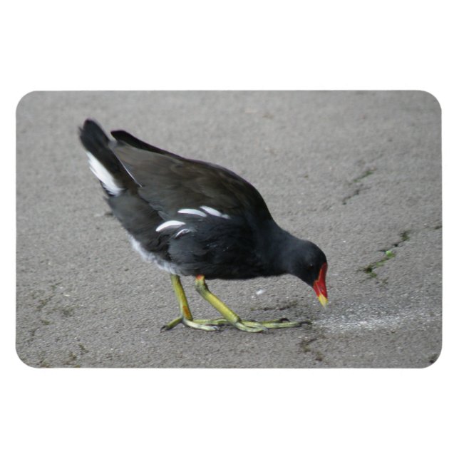 Funny Moorhen Nehmen Sie ein Bow Premium Magnet (Horizontal)