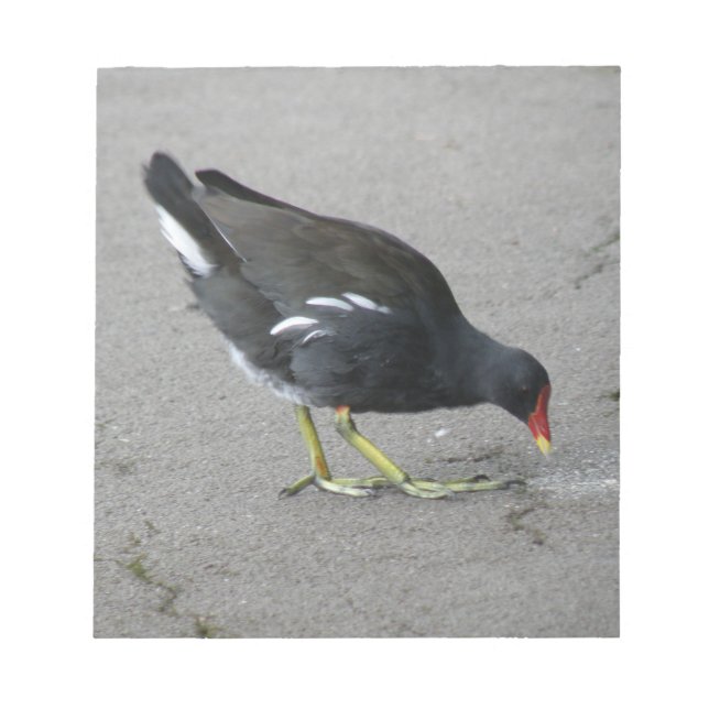 Funny Moorhen Nimm einen Bow Notepad Notizblock (Vorderseite)