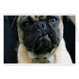 Funny Mops
