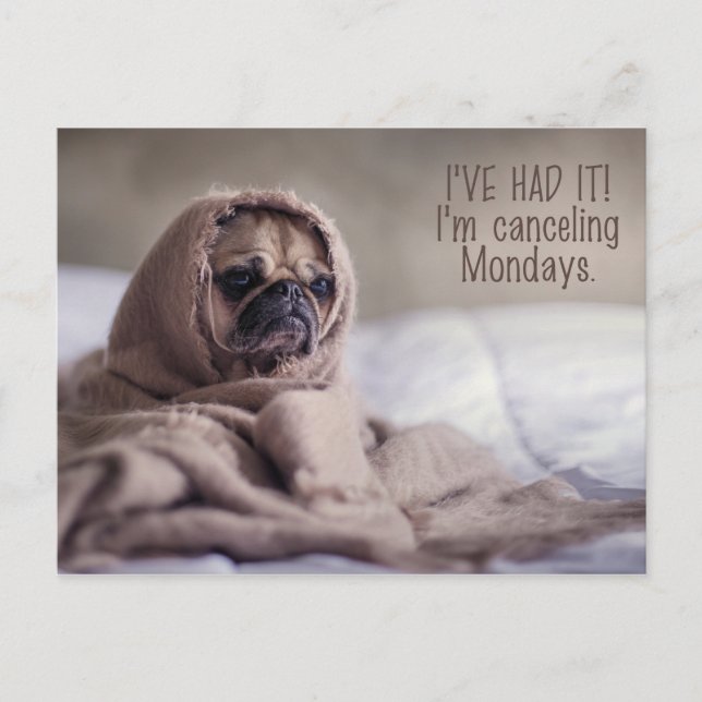 Funny Mops Hund Postkarte (Vorderseite)