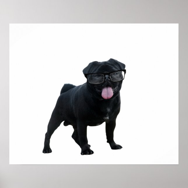 Funny Mops Poster (Vorne)