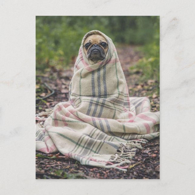Funny Mops Postkarte (Vorderseite)