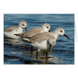 Funny Niedlich 4 Sanderlings Sandpipers am Strand