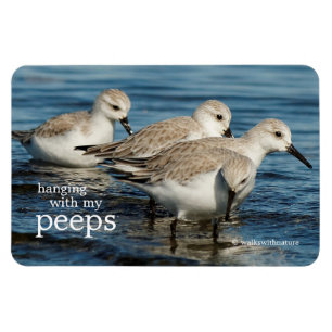 Funny Niedlich 4 Sanderlings Sandpipers am Strand Magnet