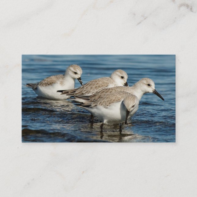 Funny Niedlich 4 Sanderlings Sandpipers am Strand Visitenkarte (Vorderseite)