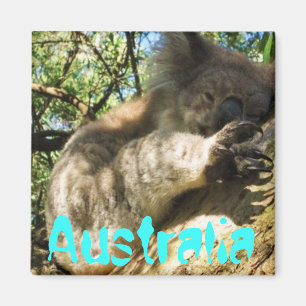 Funny niedlich Australia Koala Magnet Design