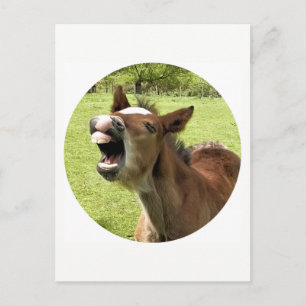 FUNNY NIEDLICH FOAL POSTKARTE