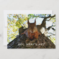 Funny Niedlich Hey, was ist los Eichhörnchen Hallo