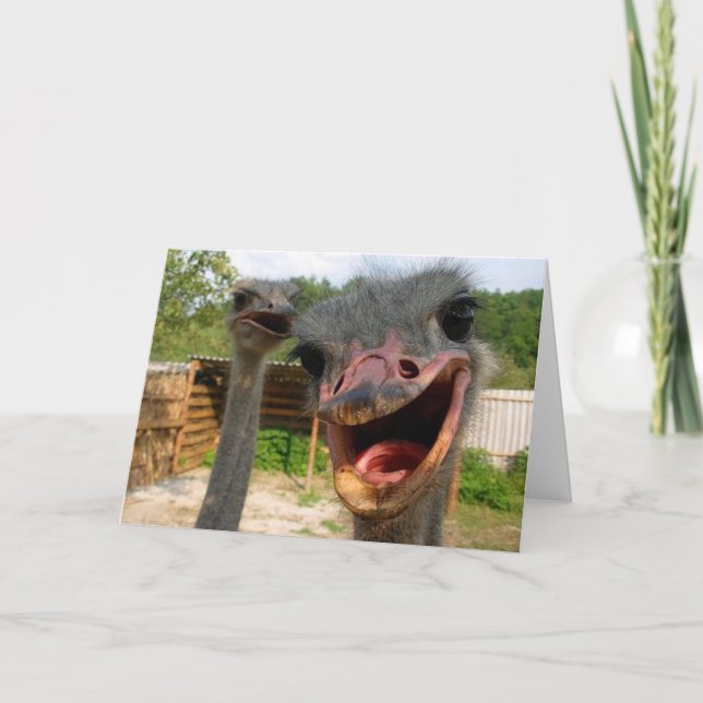 Funny Ostrich Bird Foto Was ist los? Karte (Vorderseite)