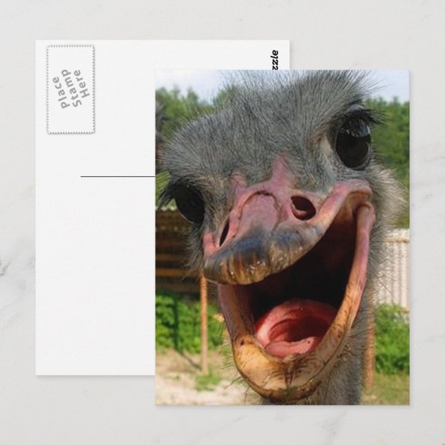 Funny Ostrich Bird Foto Was ist los? Postkarte (Vorne/Hinten)
