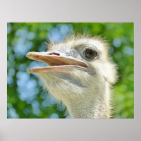 Funny Ostrich Foto