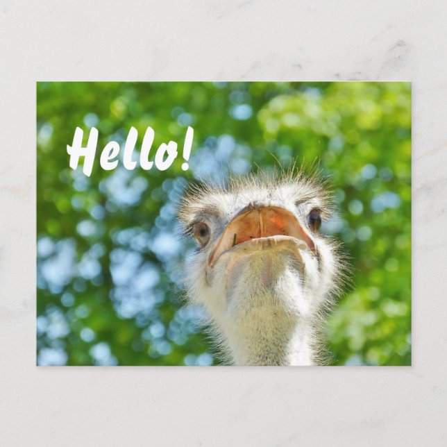 Funny Ostrich - Hallo Postcard Postkarte (Vorderseite)