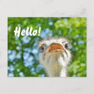 Funny Ostrich - Hello carte postale
