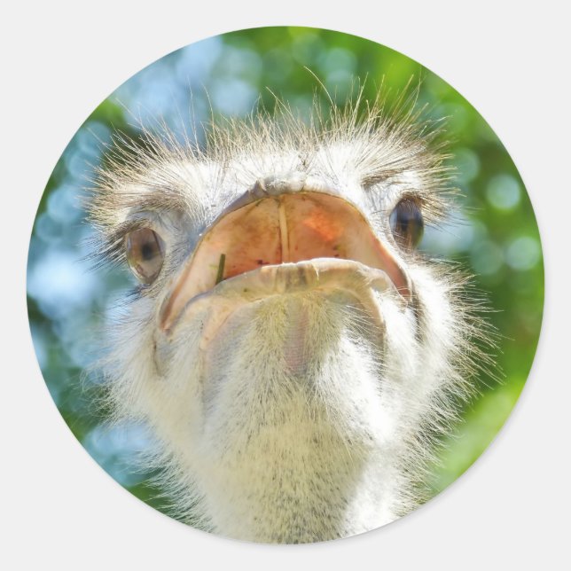 Funny Ostrich - Sticker (Vorderseite)