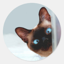 Funny Peeking Siamese Cat