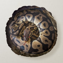 Funny Pet Python Boa Snake