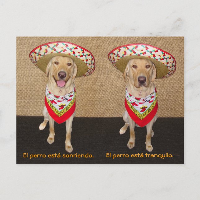 Funny Pet Spanische Postkarte & Unterrichtshilfe (Vorderseite)