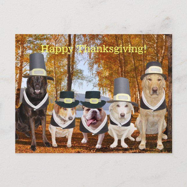 Funny Pilgrim Dogs Thanksgiving Post Feiertagspostkarte (Vorderseite)