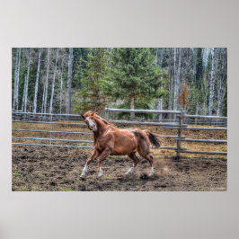 Funny, Playful Kastnut Ranch Horse Equine Foto Poster
