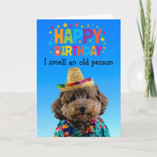 Funny Poodle chien carte d'anniversaire
