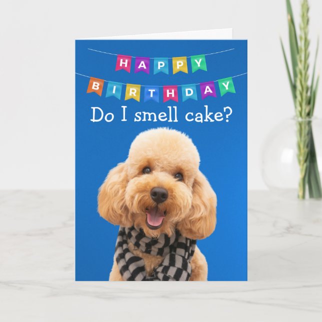 Funny Poodle chien carte d'anniversaire (Devant)