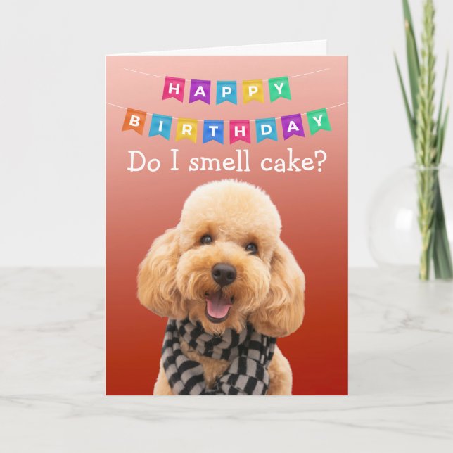 Funny Poodle chien carte d'anniversaire (Devant)