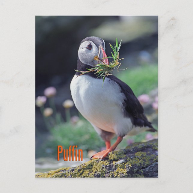 Funny Puffin Postkarte (Vorderseite)