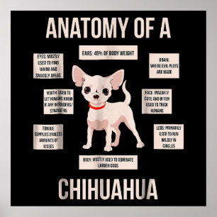 Funny Puppy Geschenkanatomie einer Chihuahua Poster