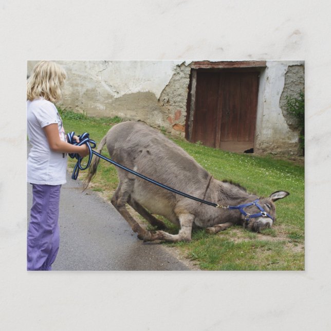 Funny Relaxed Donkey Postkarte (Vorderseite)