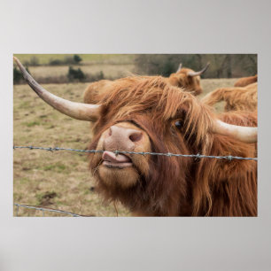 Funny Scotland Highland Kuh Poster