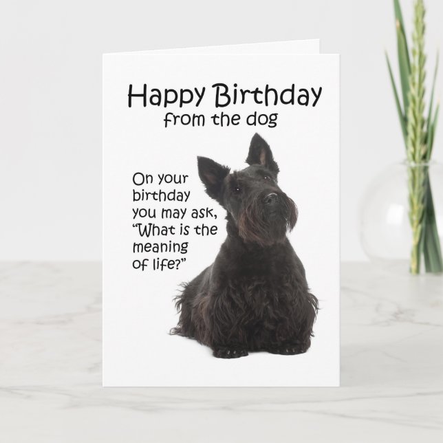 Funny Scottie Birthday Card Karte (Vorderseite)