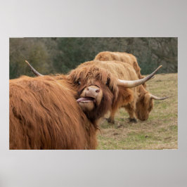 Funny Scottish Highland Cow Poster