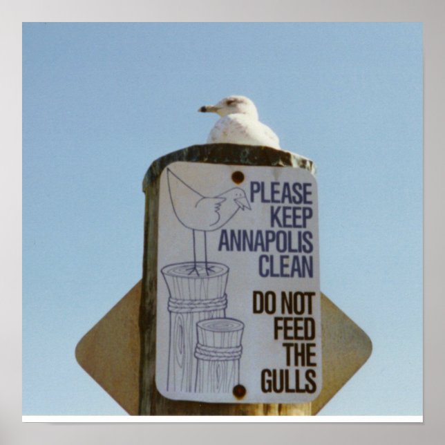 Funny Seagull Poster Print (Vorne)