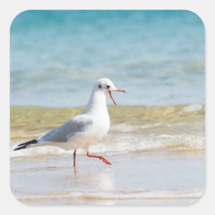 Funny Seagull Quadratischer Aufkleber
