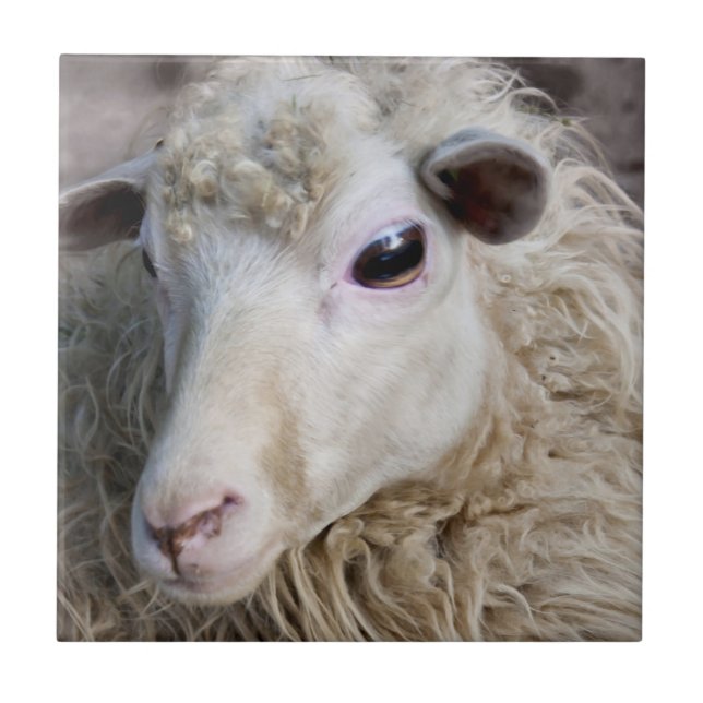 Funny Sheep Fliese (Vorderseite)