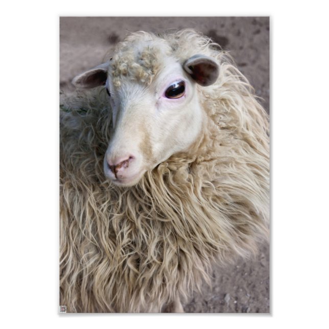 Funny Sheep Fotodruck (Vorne)