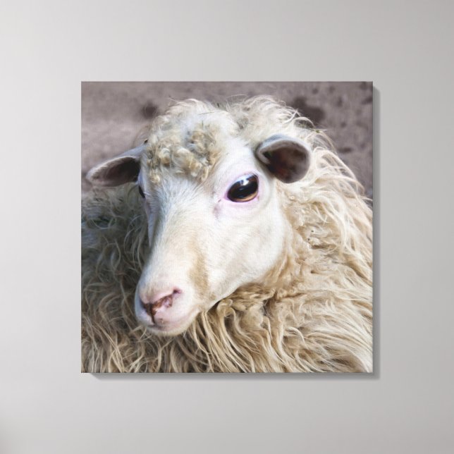 Funny Sheep Leinwanddruck (Vorderseite)