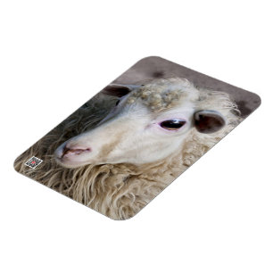 Funny Sheep Magnet