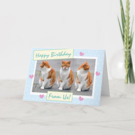 Funny Sky Blue vom Cats Foto Happy Birthday Karte