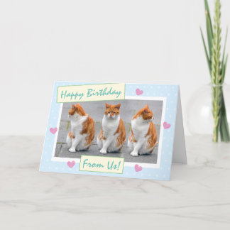 Funny Sky Blue vom Cats Foto Happy Birthday Karte