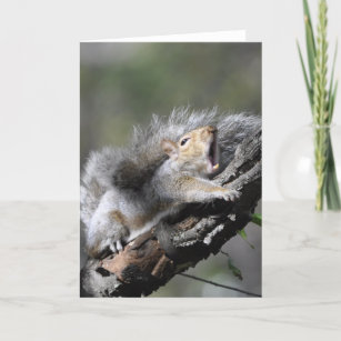 Funny Sleepry Squirrel Blank Card Karte