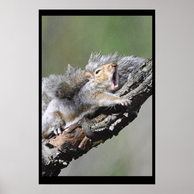 Funny Sleepry Squirrel Blank Card Poster (Vorne)