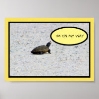 Funny Turtle Foto