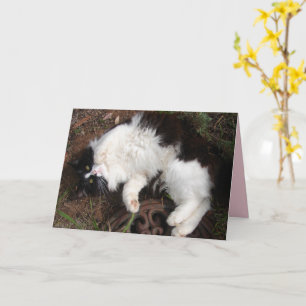 Funny Tuxedo Chat Bonne Carte de voeux d'anniversa